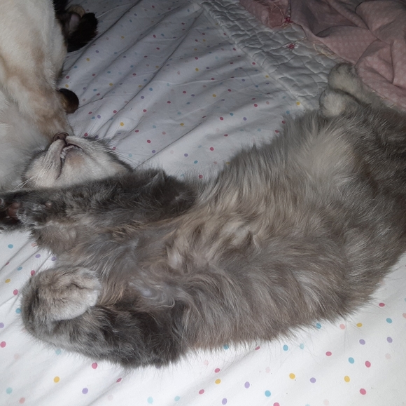 🙀CHEROKEE'S FERAL HAVEN🐕 - Picture 10 of 11